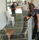 Adoção de pets: Secretaria de Meio Ambiente oferece várias oportunidades no mês de julho