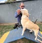 Dia Animal acontece no primeiro final de semana de junho