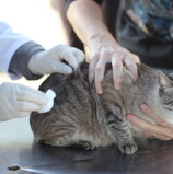 Barueri – Posto fixo de vacinação antirrábica tem novo horário de funcionamento