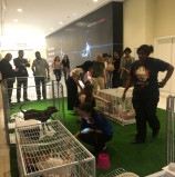 Iguatemi Alphaville reúne mais de 300 pessoas em Feira Pet de adoção Shopping investe em eventos Pet Friendly para atrair público da região