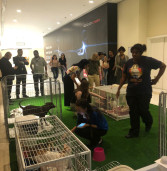 Iguatemi Alphaville reúne mais de 300 pessoas em Feira Pet de adoção Shopping investe em eventos Pet Friendly para atrair público da região