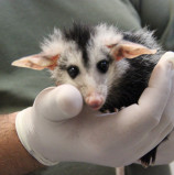 Cetas Barueri orienta sobre resgate de saruês