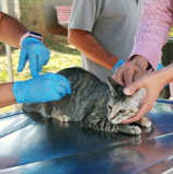 Barueri – Vacinação contra raiva segue em outubro no período matutino