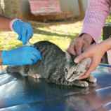 Posto fixo de vacinação antirrábica de cães e gatos retoma atendimento dia 8