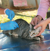 Posto fixo de vacinação antirrábica de cães e gatos retoma atendimento dia 8