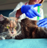 Vacinação antirrábica de cães e gatos é realizada toda segunda-feira em Santana de Parnaíba