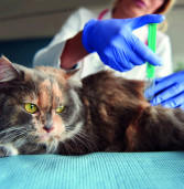 Vacinação antirrábica de cães e gatos é realizada toda segunda-feira em Santana de Parnaíba