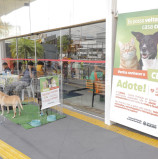 Barueri – Feiras de adoção de março começam neste sábado em clima de Carnaval